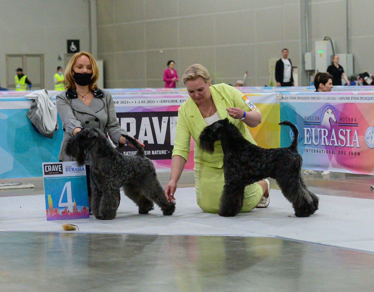 VOLZHSKIY ARKOS GRAND PRIX & VOLZHSKIY ARKOS GUESS WHAT (Veteran Class)