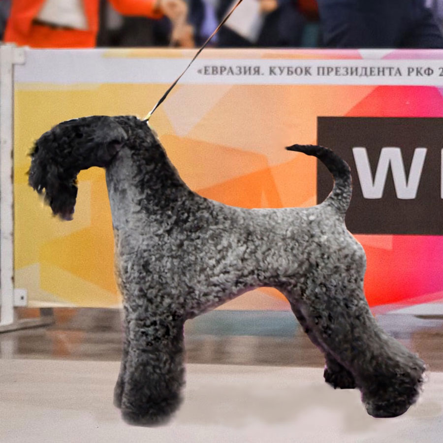 AVALANCHE EIRE-KERRY ZHELANNA - BOS, Eurasian Winner