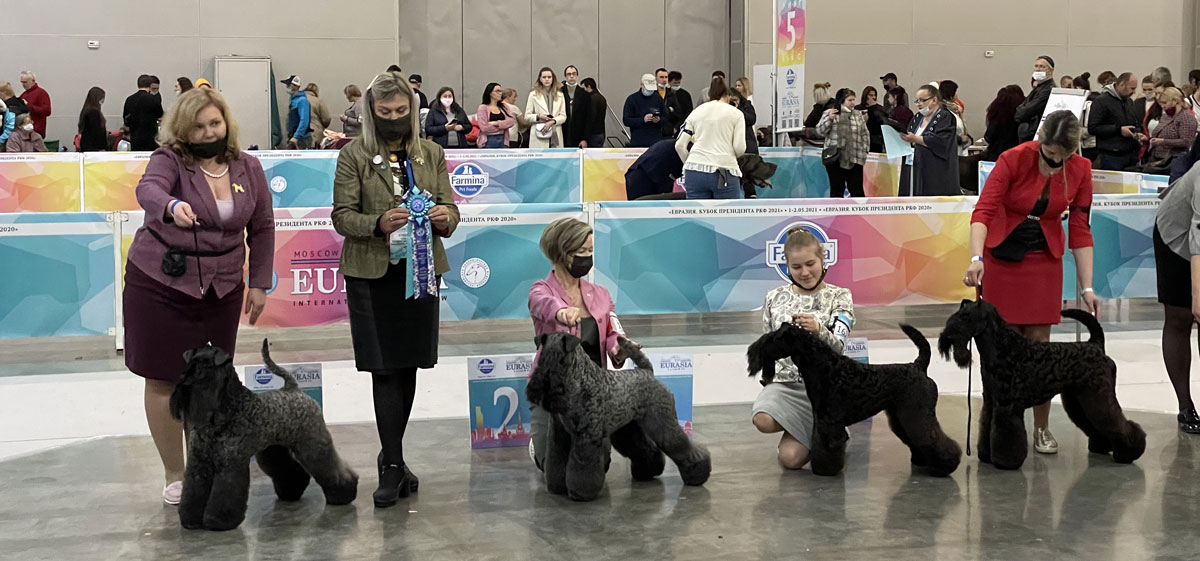 Best of Breed competition