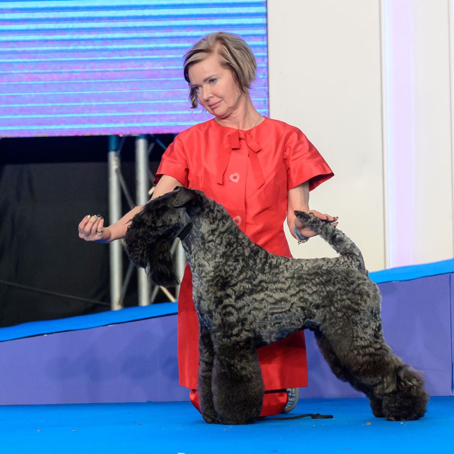 ROLLICK'S ARC'TERYX FOR AVALANCHE - Best of Breed, Eurasian Winner