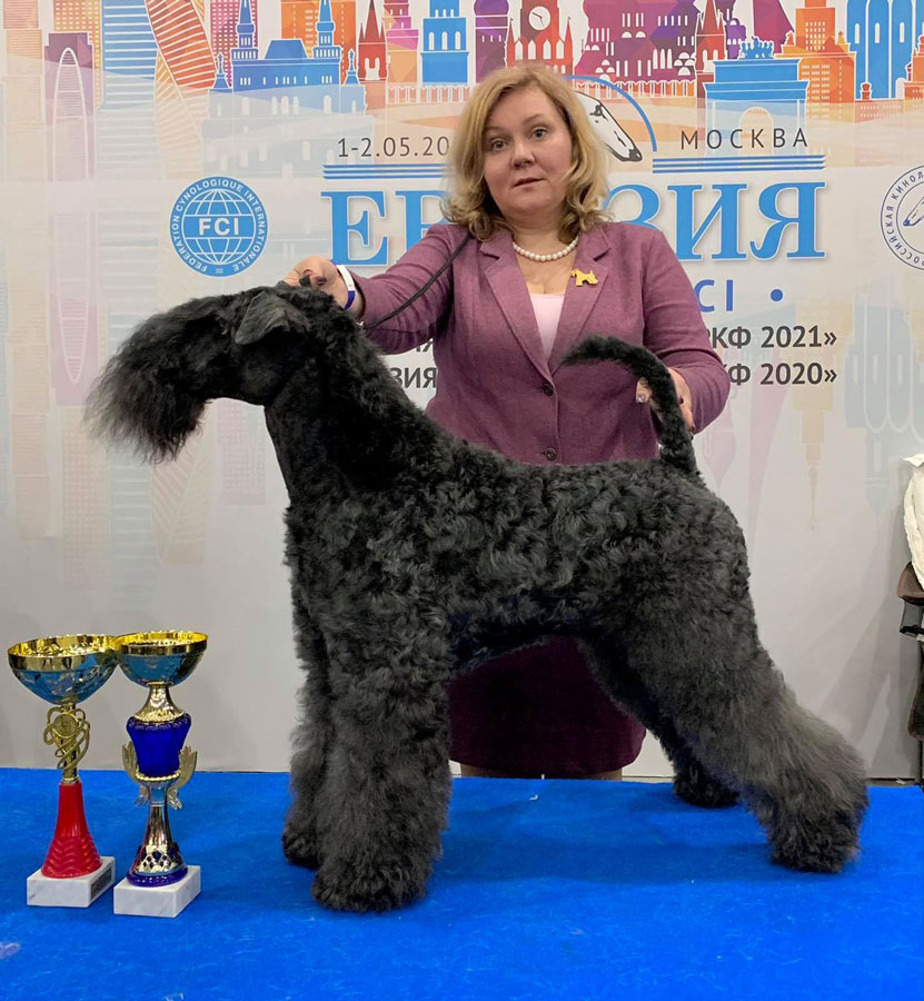 VOLZHSKIY ARKOS GUESS WHAT - Best Veteran, Eurasian Veteran Winner